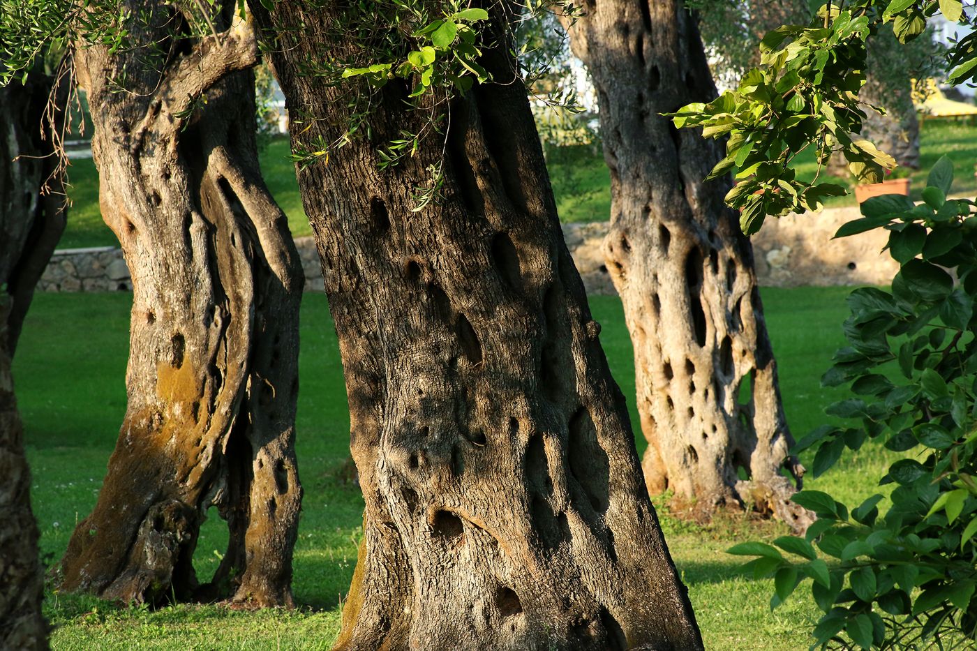 Paradise-Hotel-Corfu-Terrace-42