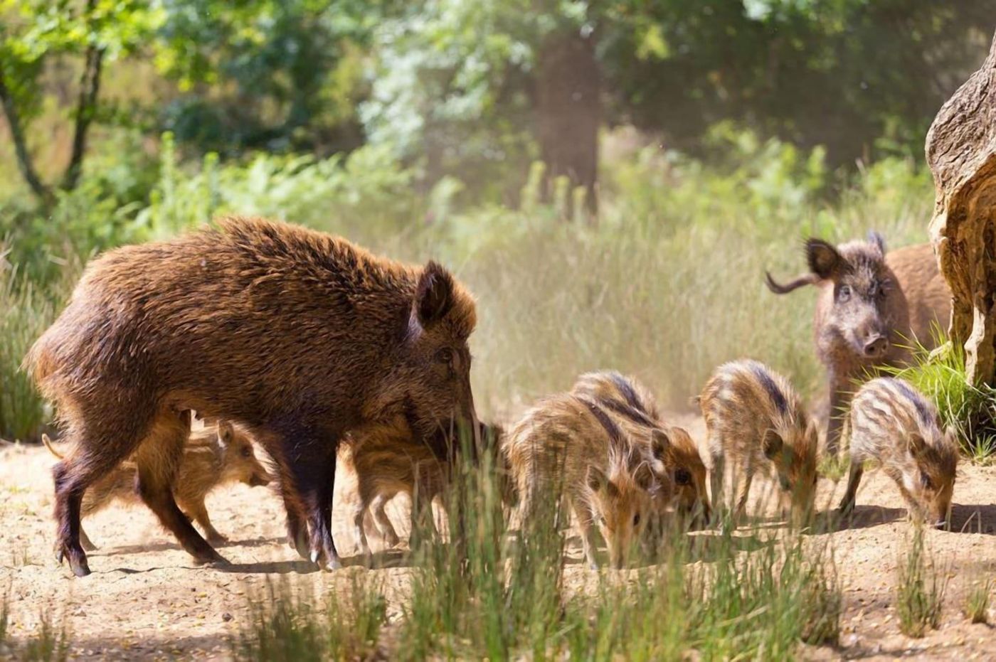 Hospedaria-Recome-ar-General-view-63