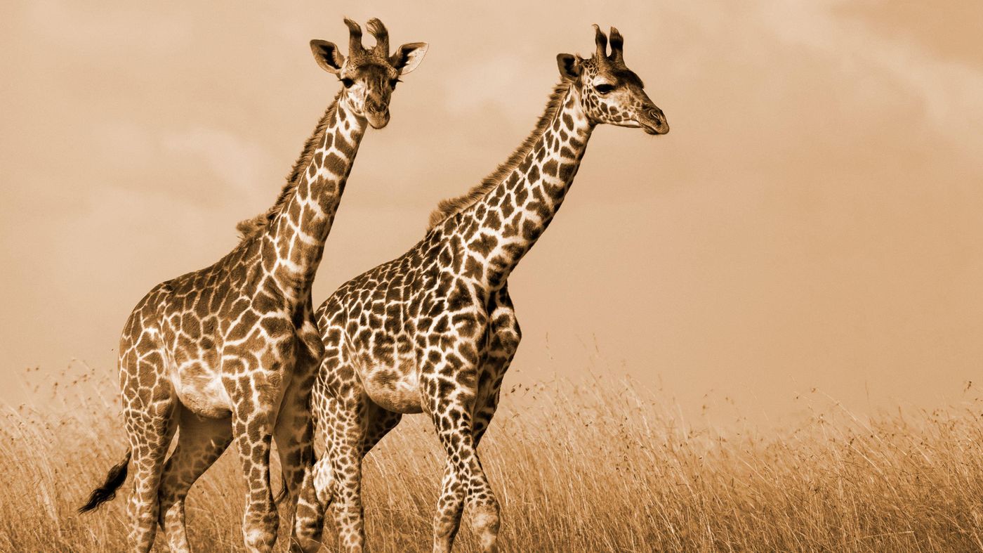 Radisson Blu Hotel and Convention Center-Saudi Arabia-RIYADH-General view-10