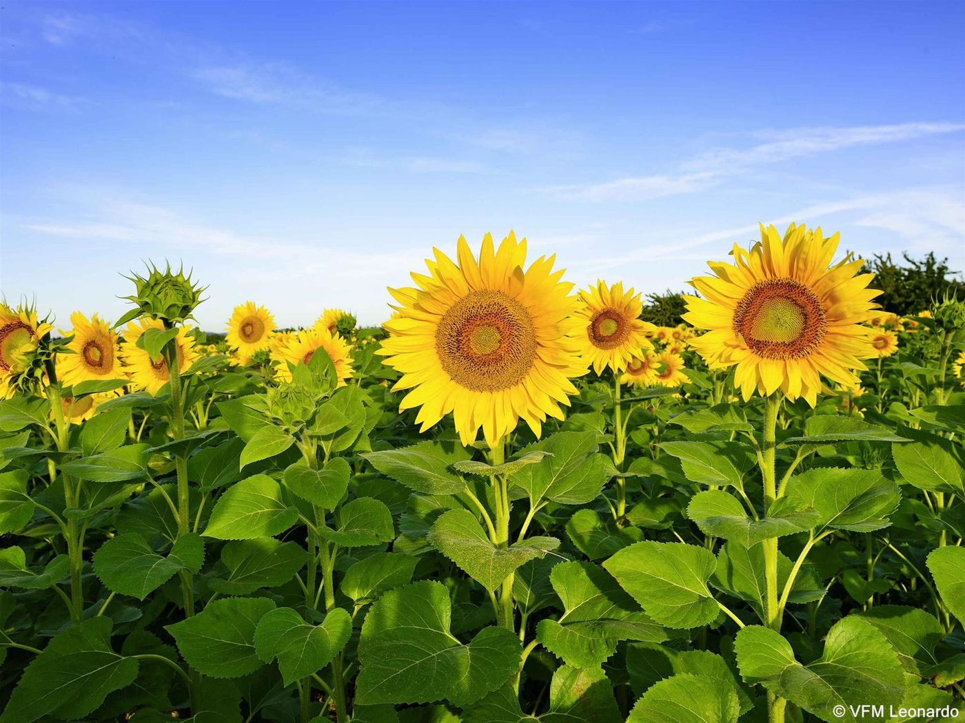 ibis Avignon Centre Pont de l'Europe-France-AVIGNON-General view-4