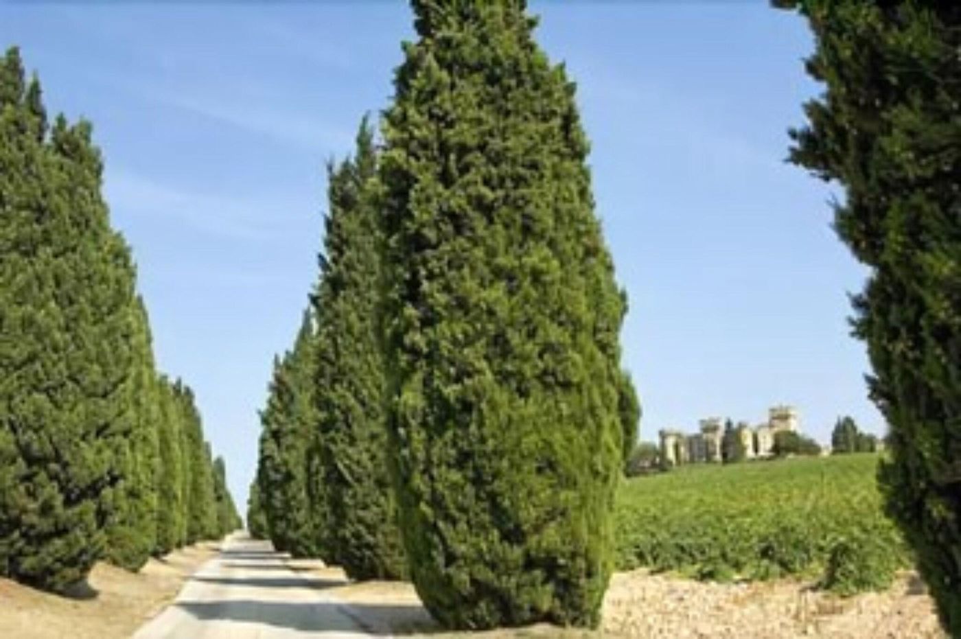 Hostellerie Du Chateau Des Fines Roches-France-CHÂTEAUNEUF-DU-PAPE-General view-3