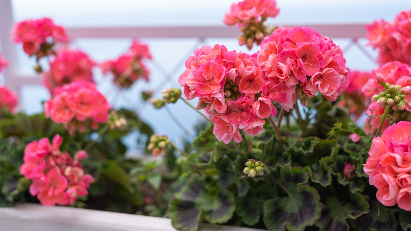 Albergo-Diffuso-Bacco-Furore-Bar-62