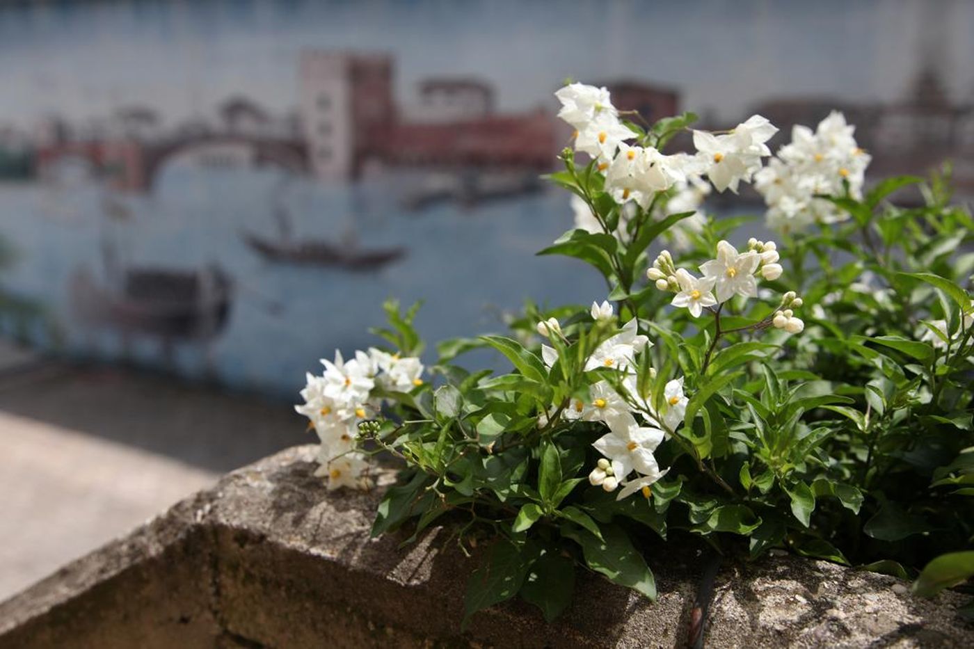 Maxim - Italy - VERONA - General view - 9