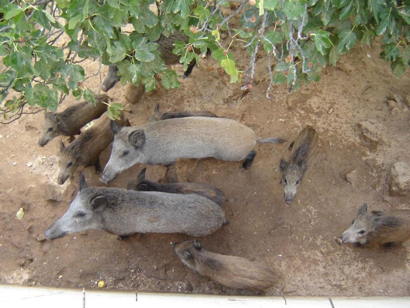 Humaina-General-view-8