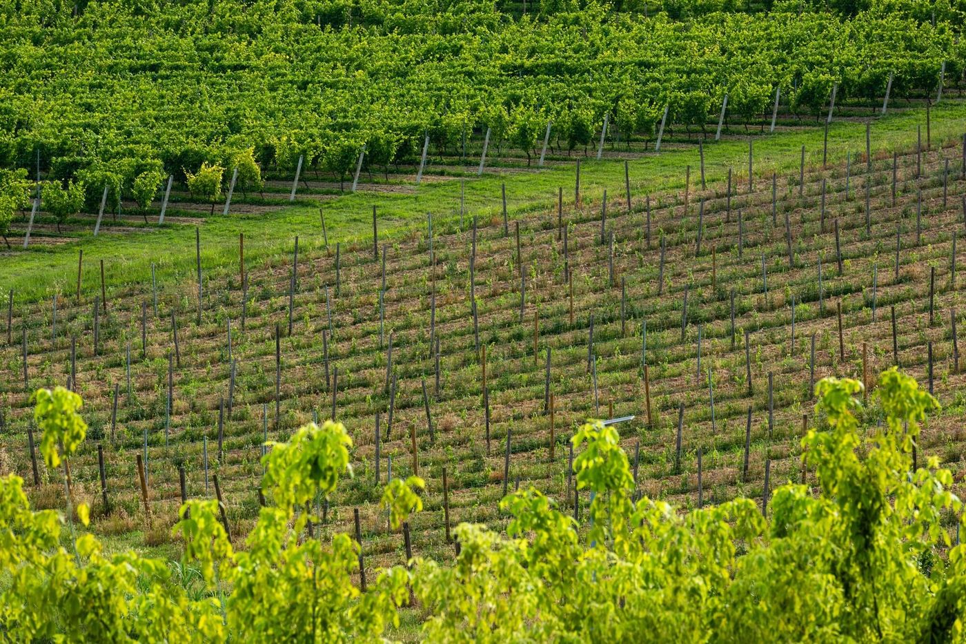 Casa Munfrà - Italy - Penango - Sports and Entertainment - 9