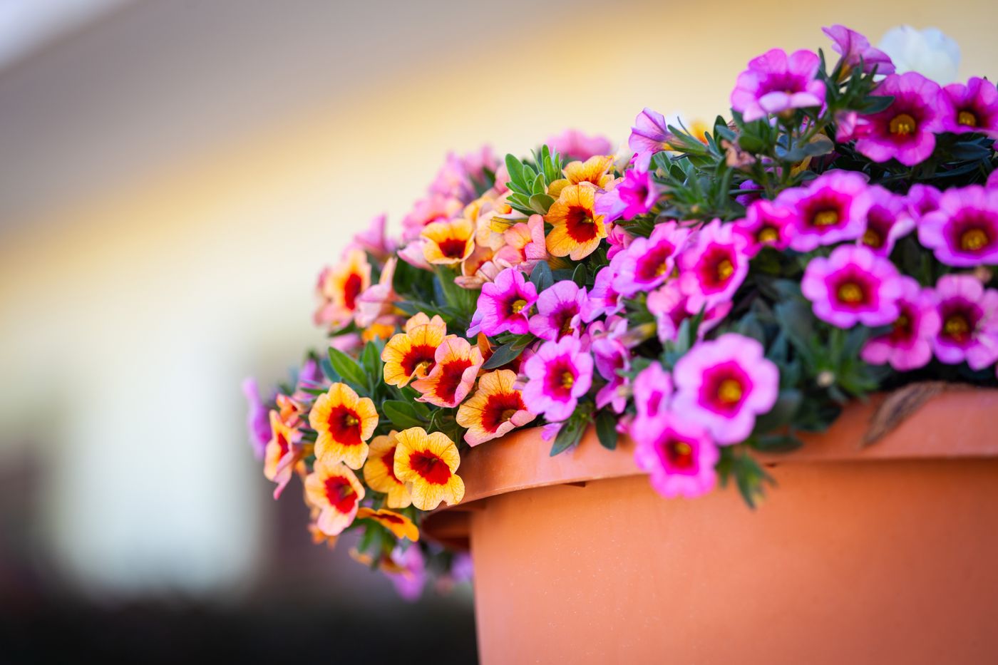 La-Terra-Dei-Sogni-Hotel---Farm-House-Terrace-34