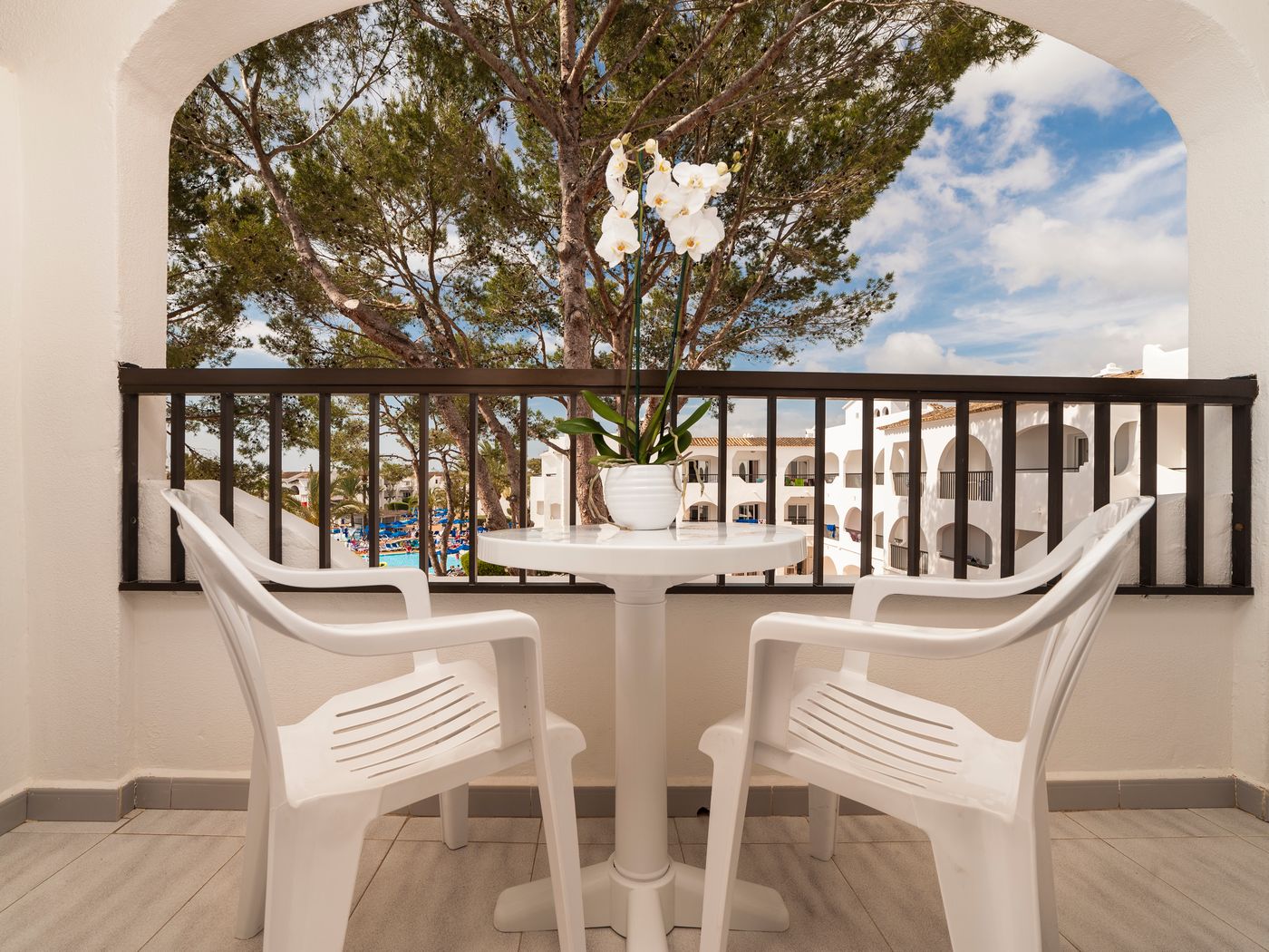 Globales Bouganvilla