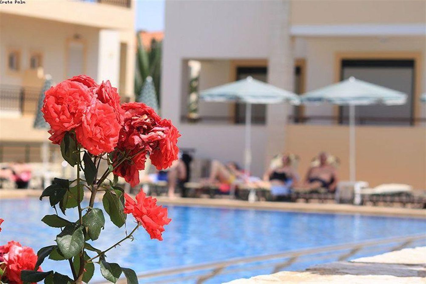 Creta-Palm-Hotel---Apartments-Pool-21