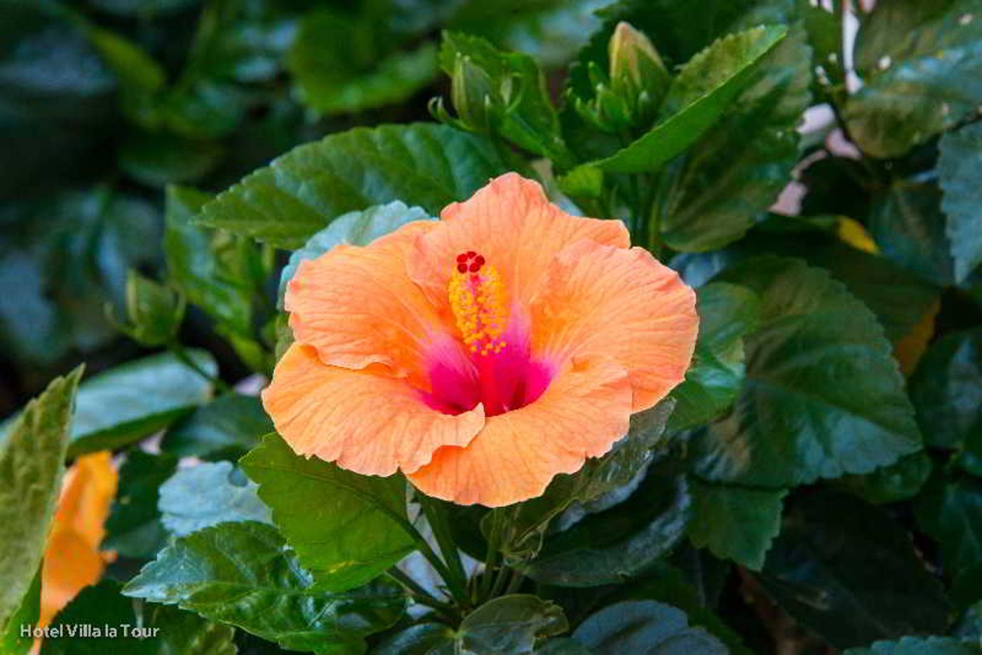 Villa-La-Tour-Lobby-11