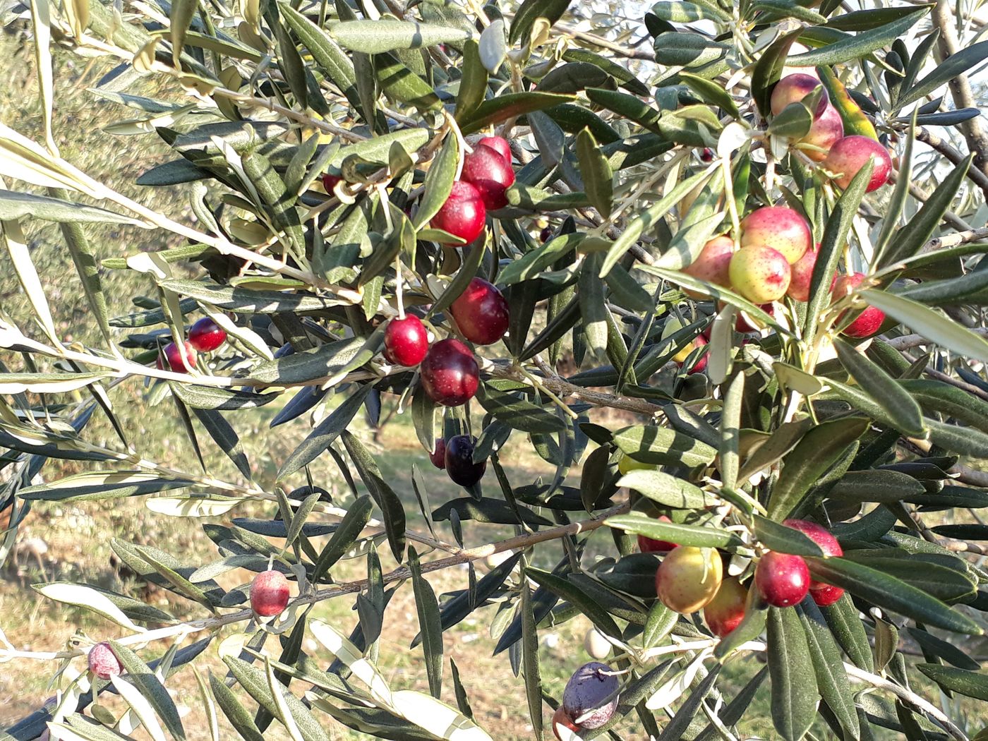 Dolphin-Apart-General-view-59