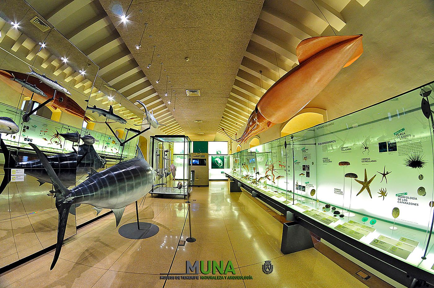 Adonis-Capital-Sports-and-Entertainment-37