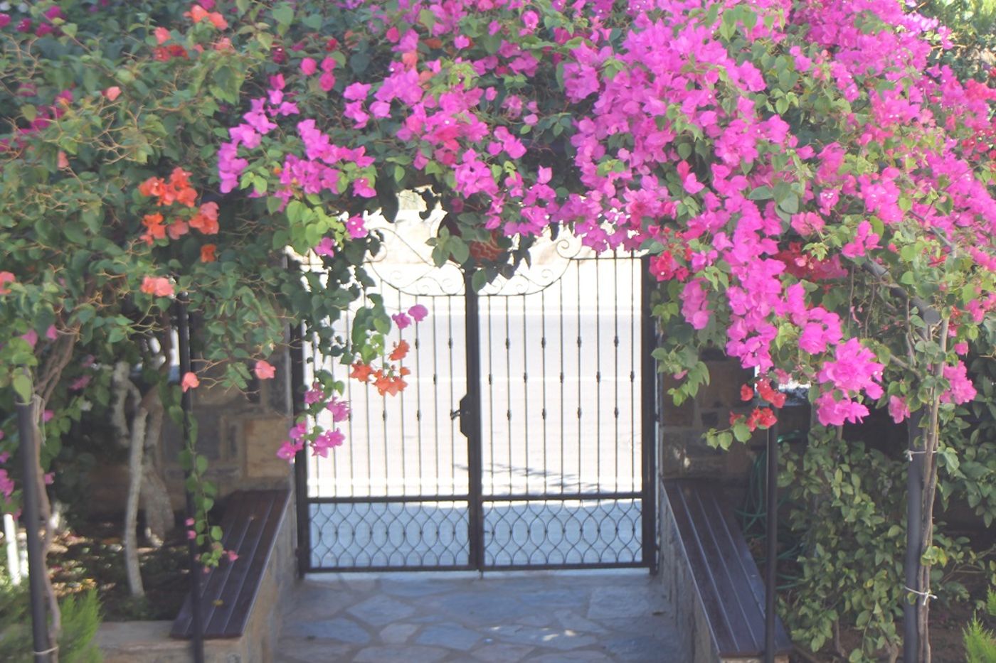 Lemon-Tree-General-view-16