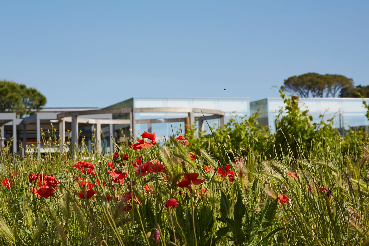 Domaine de Verchant - France - MONTPELLIER - General view - 2
