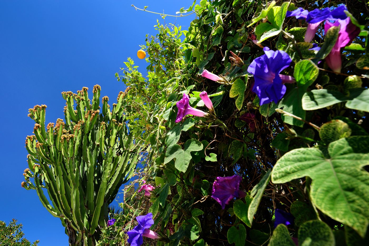 Kallikoros-Hotel-Spa-and-Resort-General-view-22