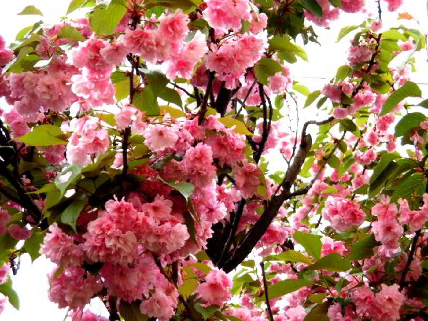 Hotel-Majestic---Linate-Airport-General-view-15