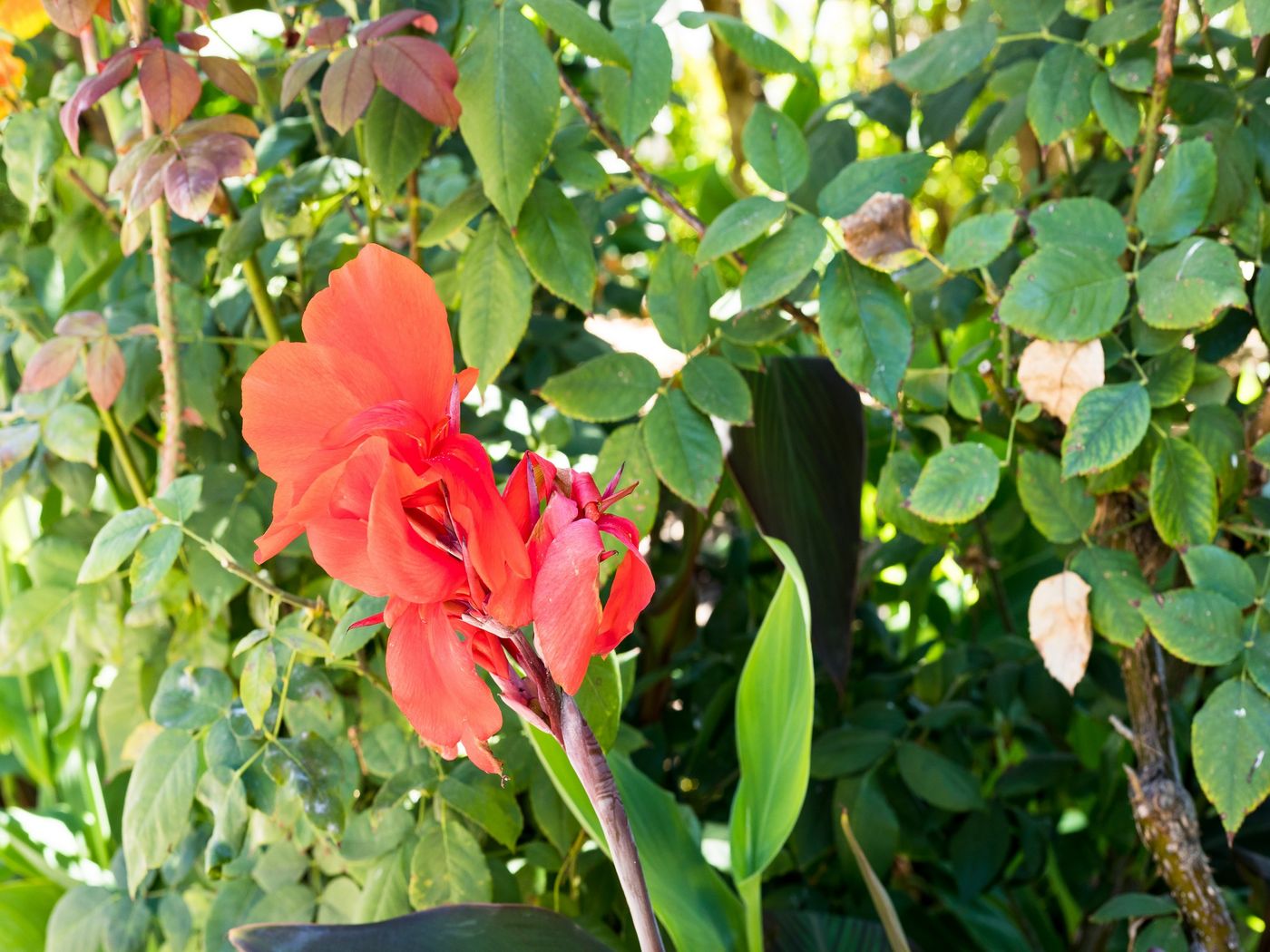 Flor-Da-Laranja-General-view-25