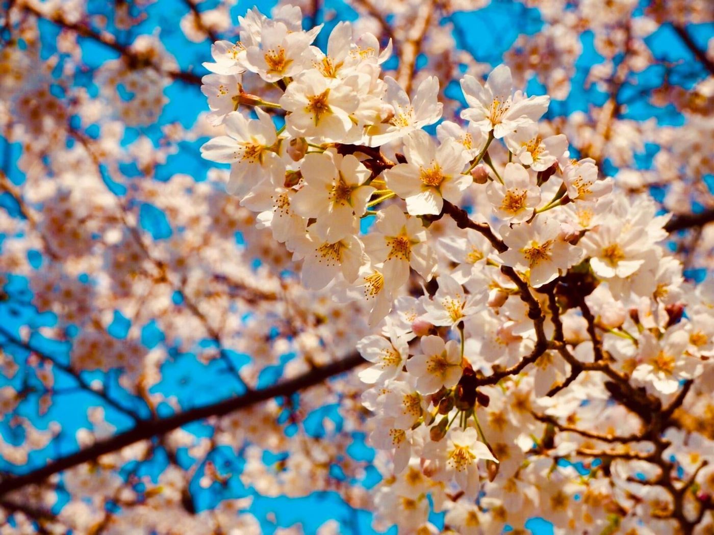 Apa Hotel Ueno Ekikita-Japan-TOKYO-Sports and Entertainment-1