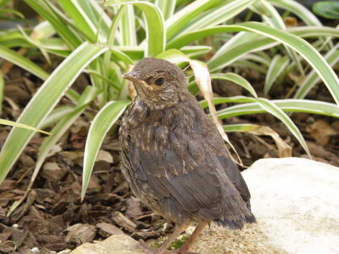 Vilas-Dinis---Adults-Only-General-view-67