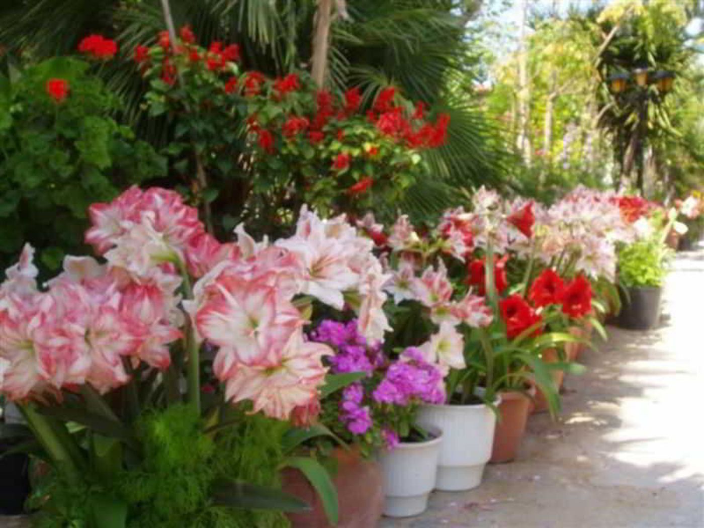 Baha-Ammes-General-view-23