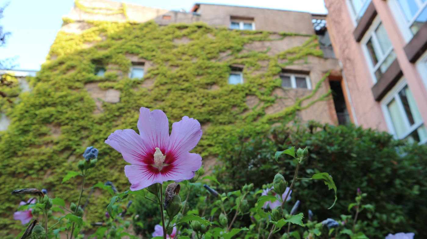 Hôtel d'Orsay - France - TOULOUSE - General view - 1
