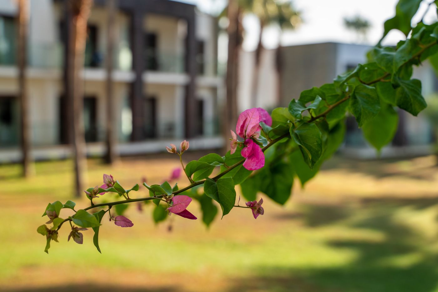 Hillstone-Bodrum-Hotel-General-view-26