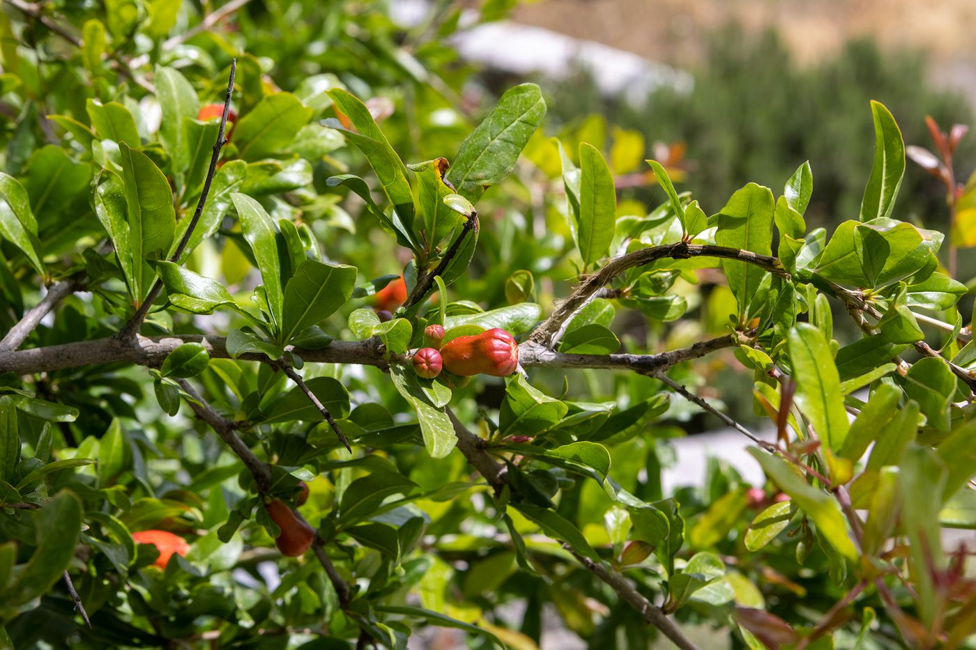 Petinos-Hotel-Room-18