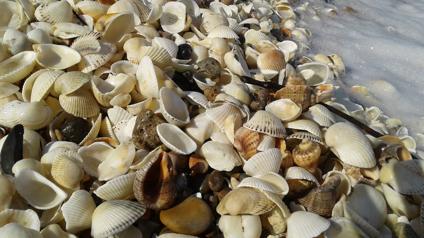 Dolphin-Apart-Beach-56