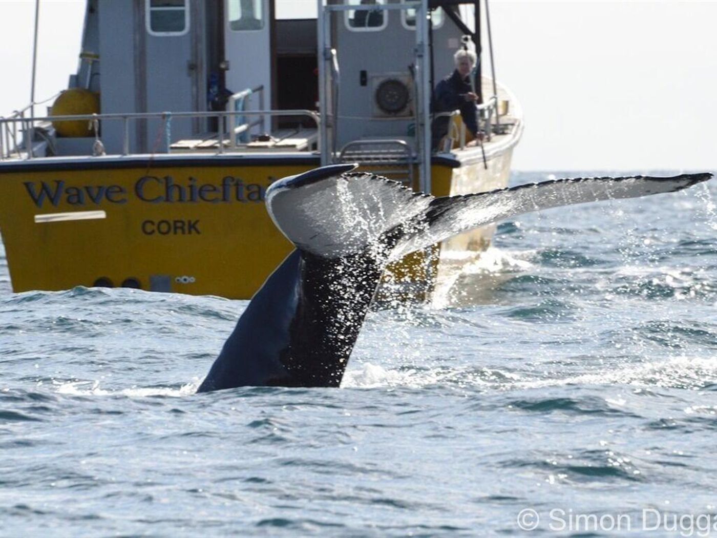 The Stone House B&B - Ireland - BALTIMORE - General view - 10