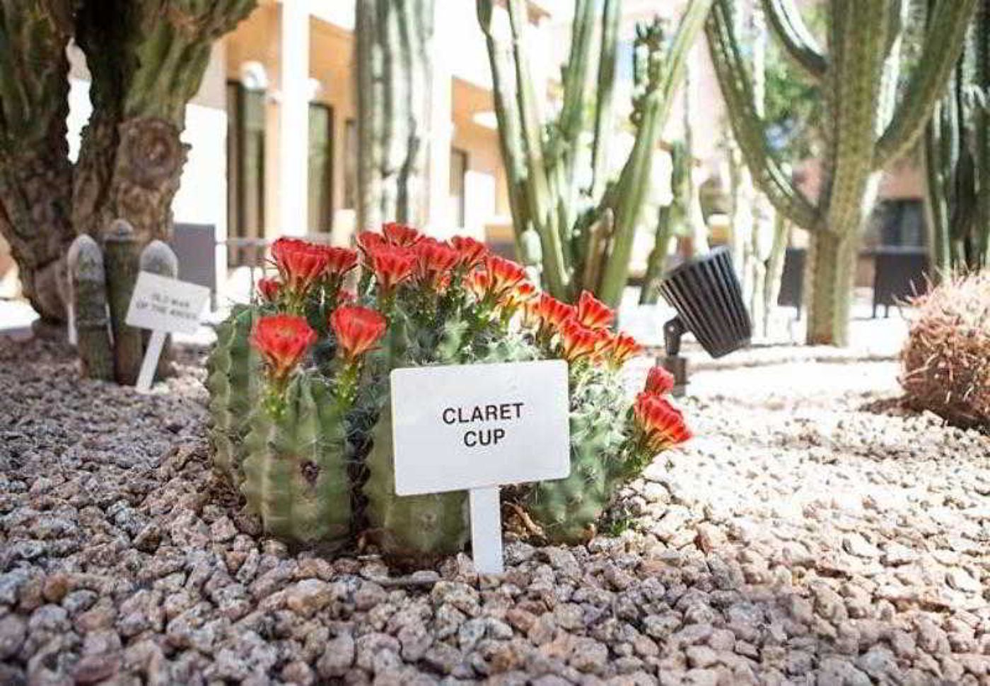 Courtyard Phoenix Mesa-United States-MESA-General view-10