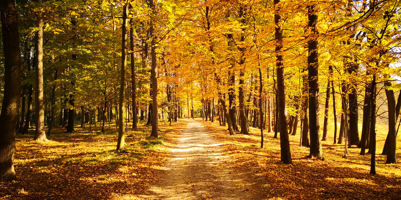 Dwor-Sierakow-General-view-33