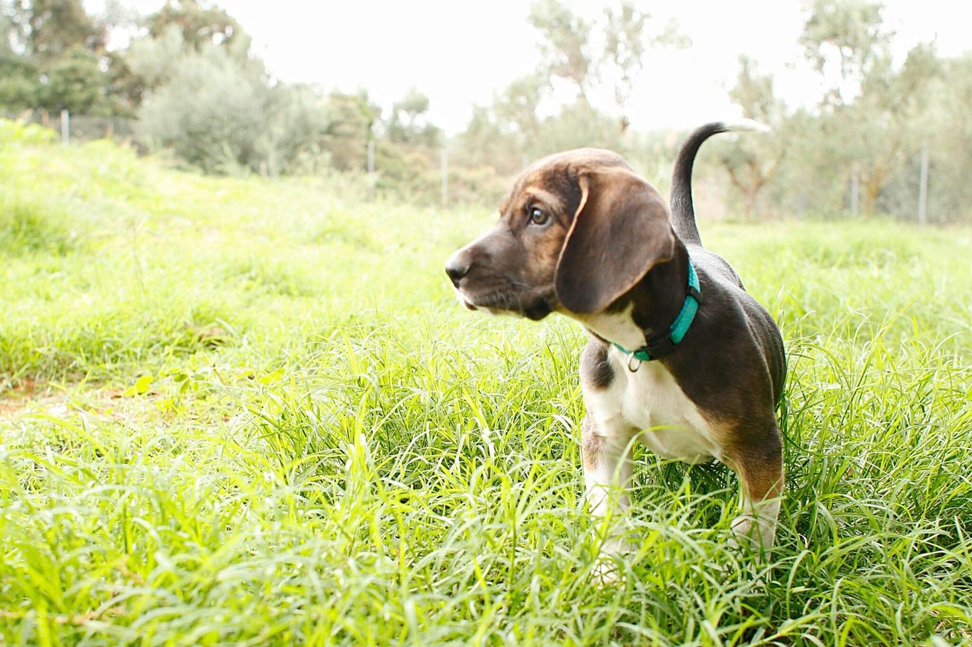 The-Westin-Resort-Costa-Navarino-General-view-75
