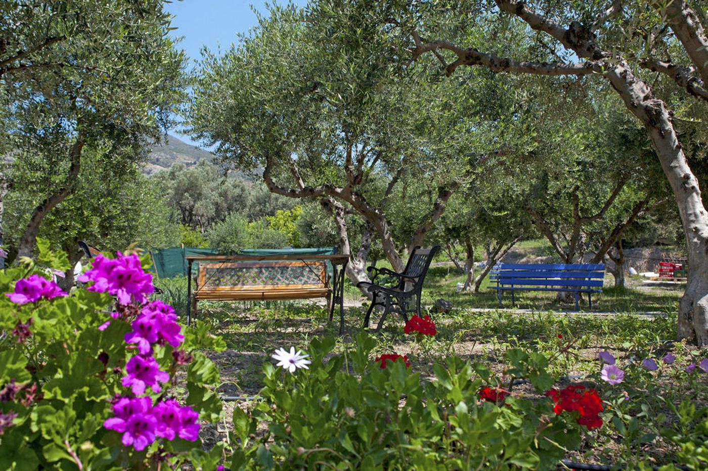 Aphrodite & Hotel Suites