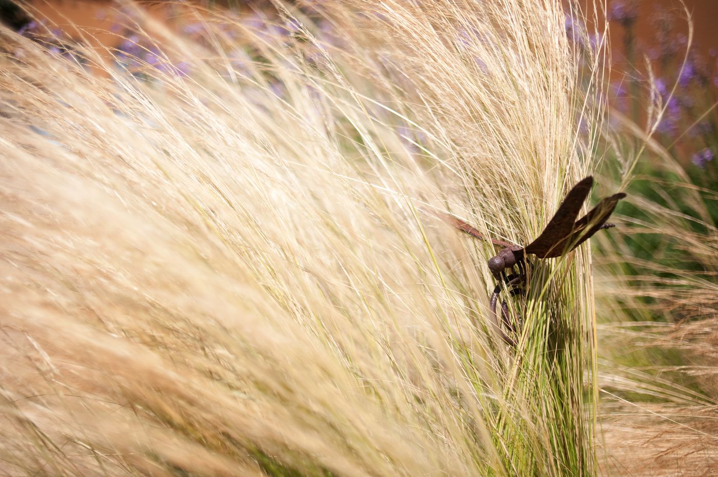 Aquae Sinis Albergo Diffuso-Italy-CABRAS-General view-1