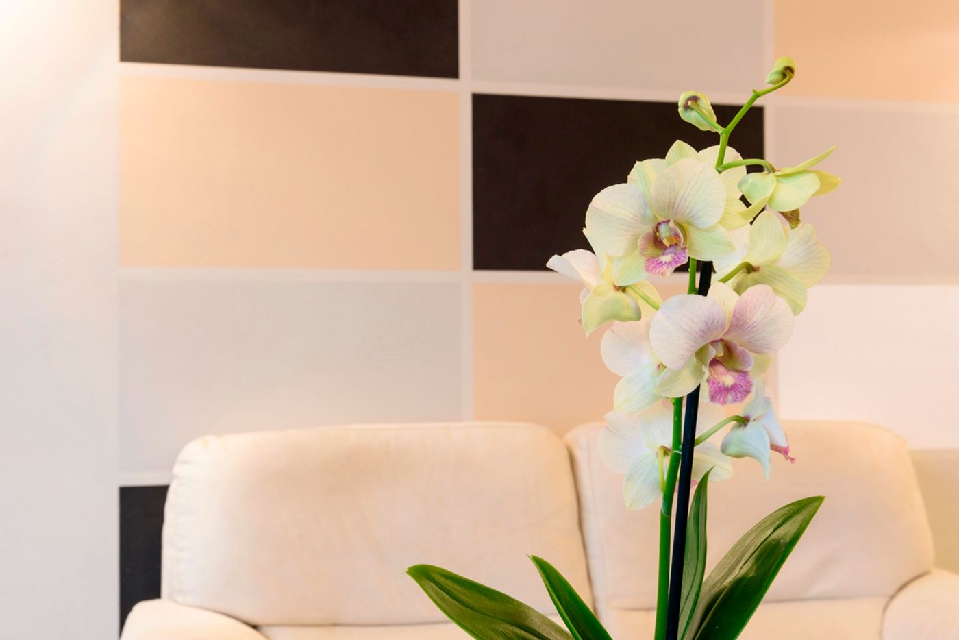 Primavera-Italy-STRESA (VB)-General view-3