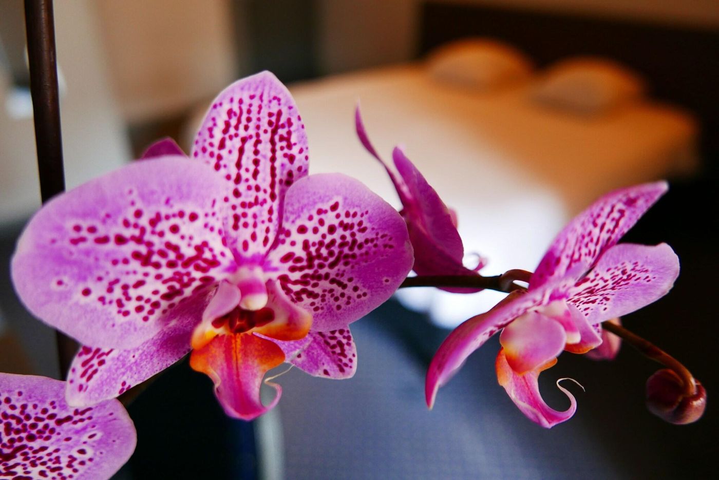 Hotel De Normandie - France - Lyon - Lobby - 5