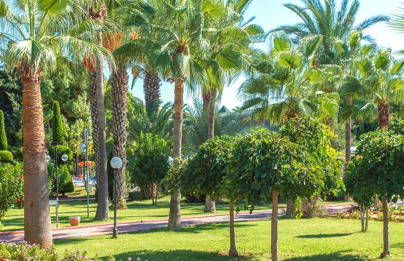 Lonicera--World-General-view-18