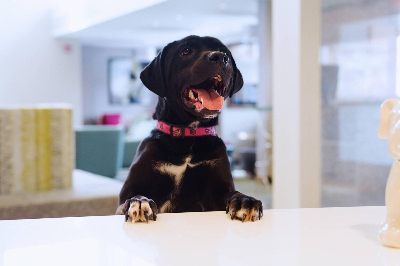 Residence Inn Philadelphia Glen Mills/Concordville-United States-Glen Mills-General view-3