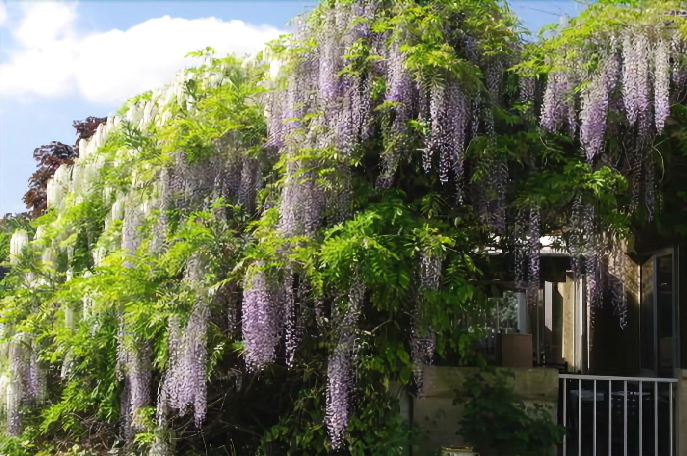 Hôtel du Moulin à Vent - France - VENISSIEUX - General view - 7