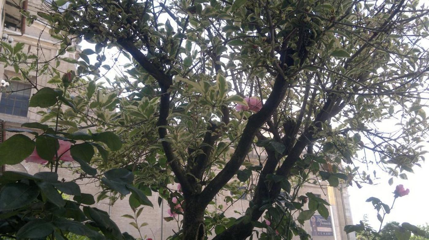 Porziuncola-Italy-ASSISI-General view-5