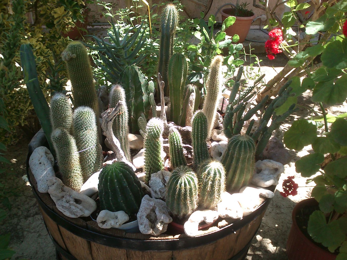 Baha-Ammes-General-view-19