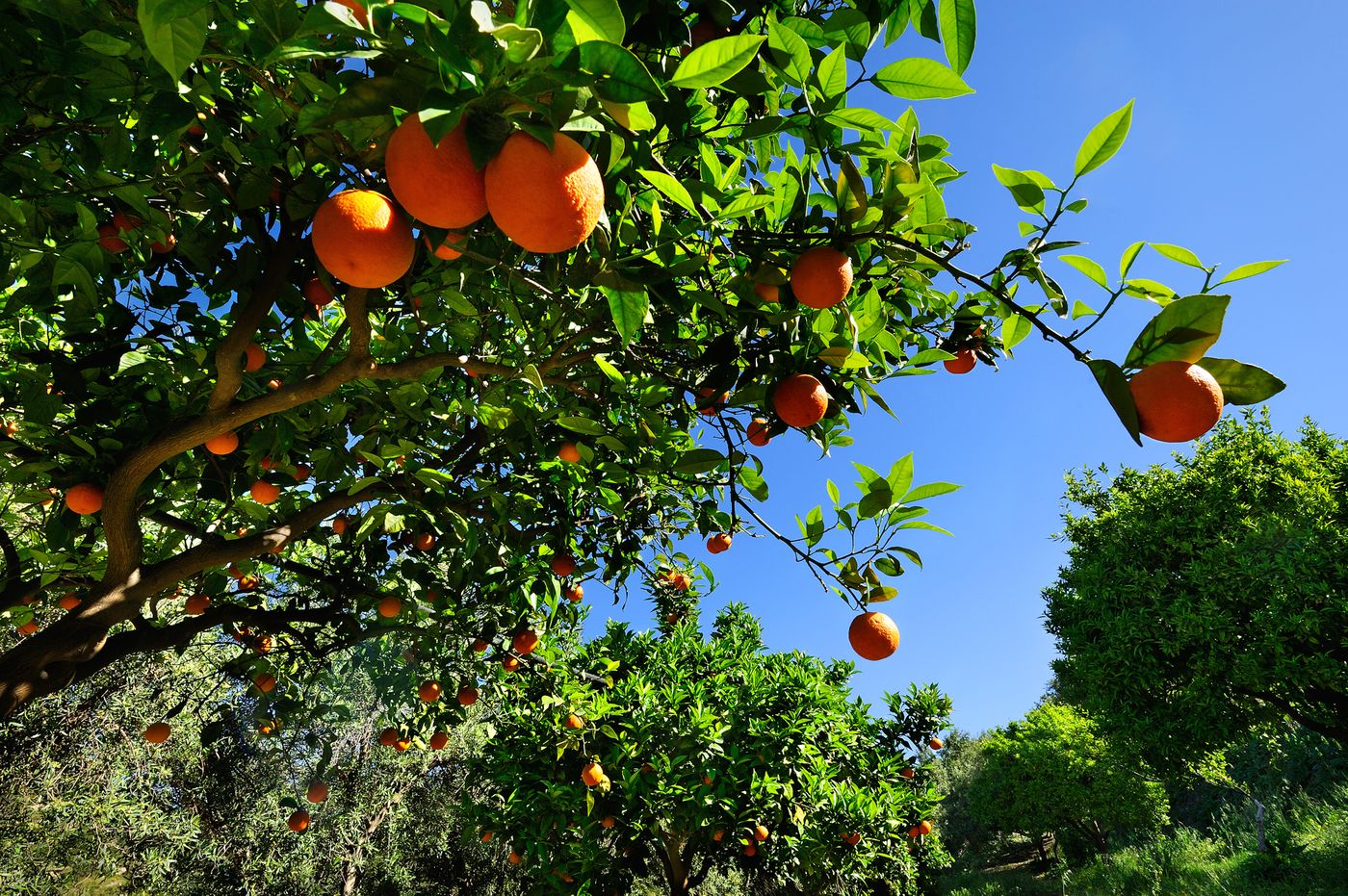 Kallikoros-Hotel-Spa-and-Resort-General-view-23