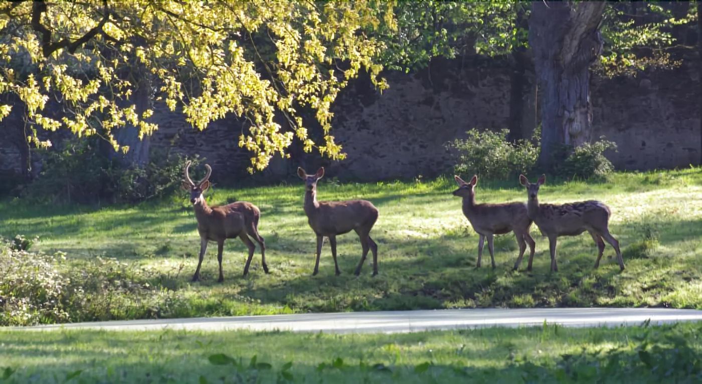 Manoir Du Perray-France-SAINT-MARS-DU-DESERT-General view-7
