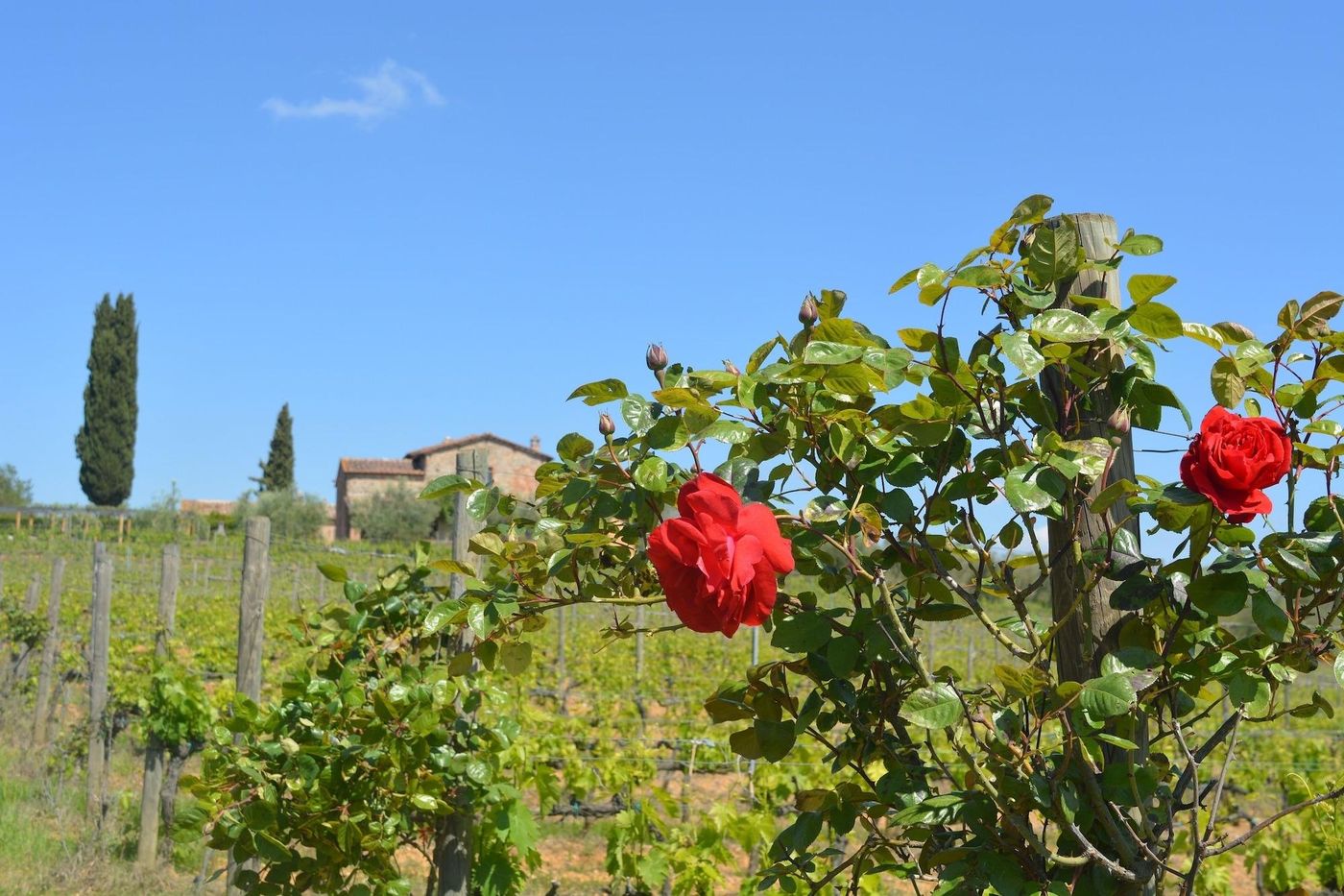 La-Caminata-General-view-28