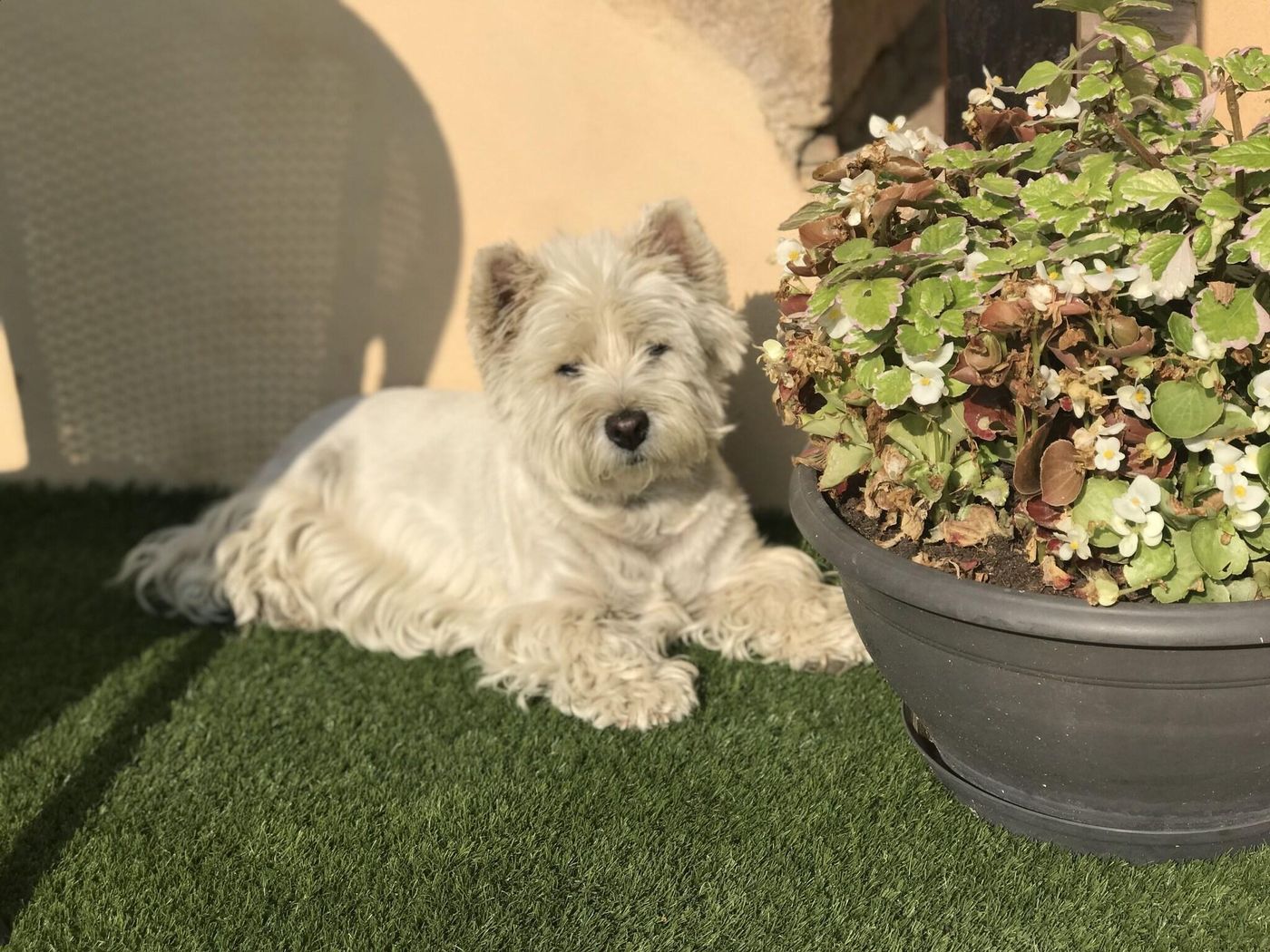 Hostellerie des Bichonnières - France - AMBERIEUX-EN-DOMBES - General view - 10