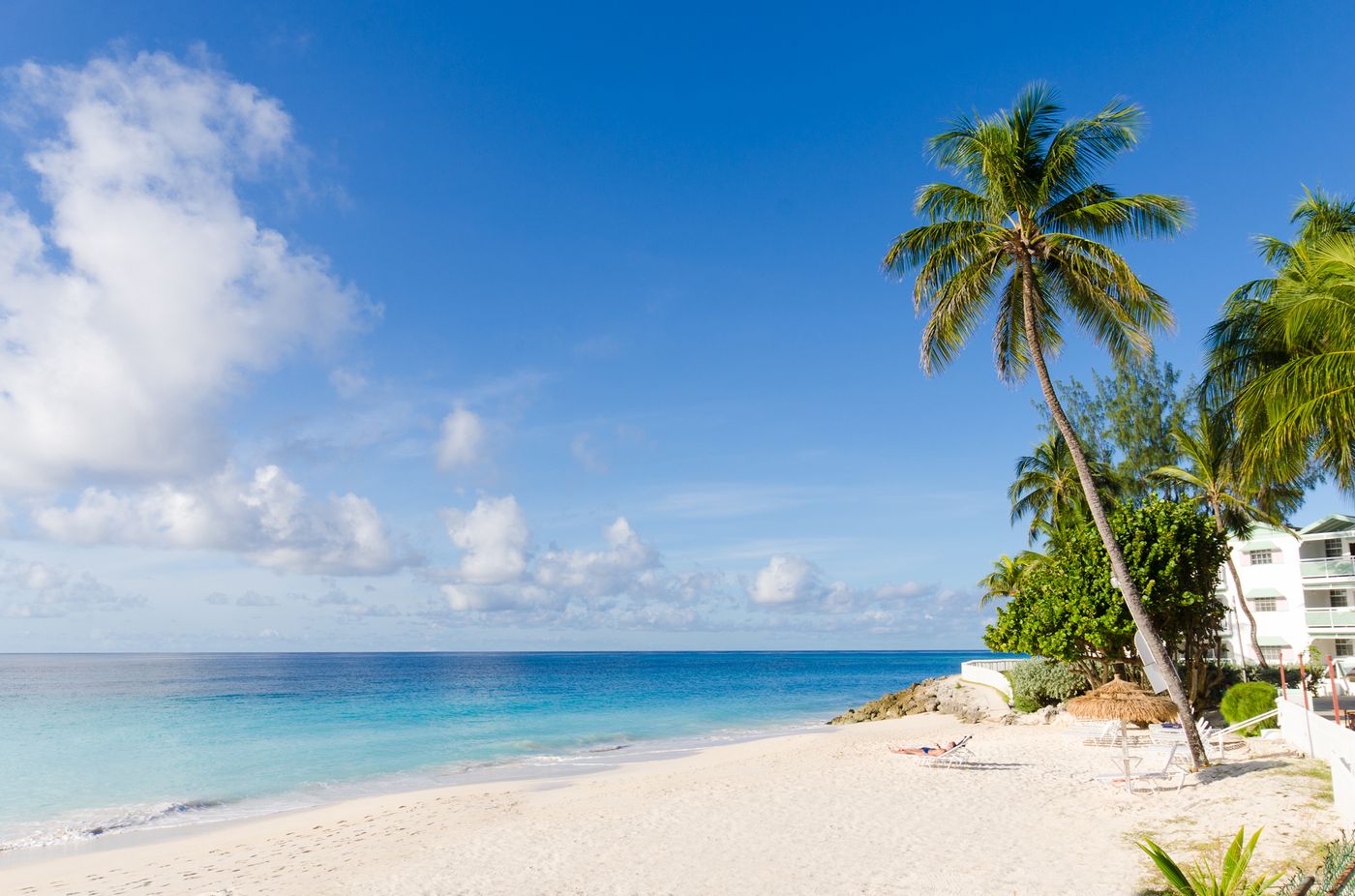 Bougainvillea Barbados