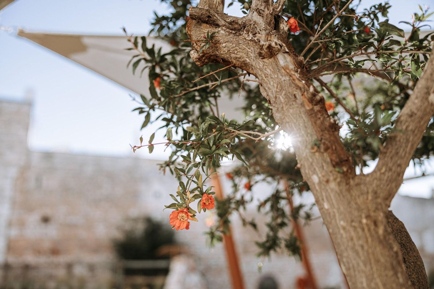 Paragon 700 Boutique Hotel & SPA-Italy-OSTUNI-General view-4