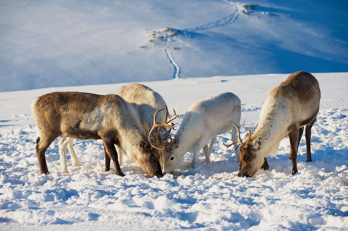 Smarthotel Tromso-Norway-Tromso-General view-4