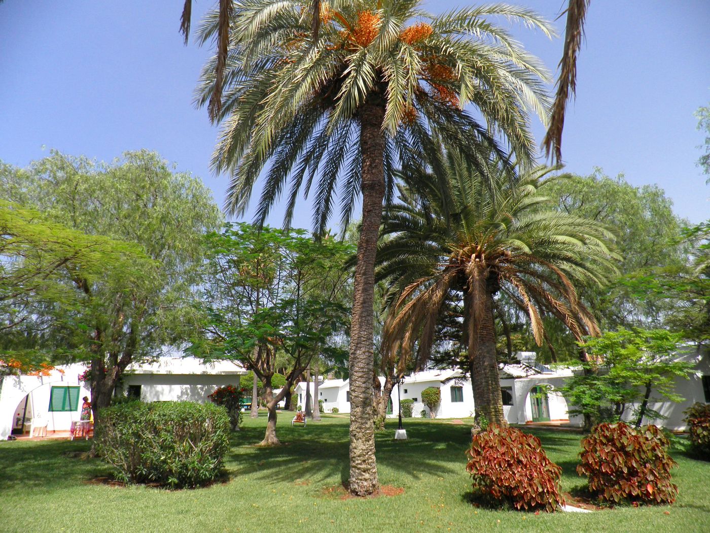 Canary-Garden-Club-General-view-21