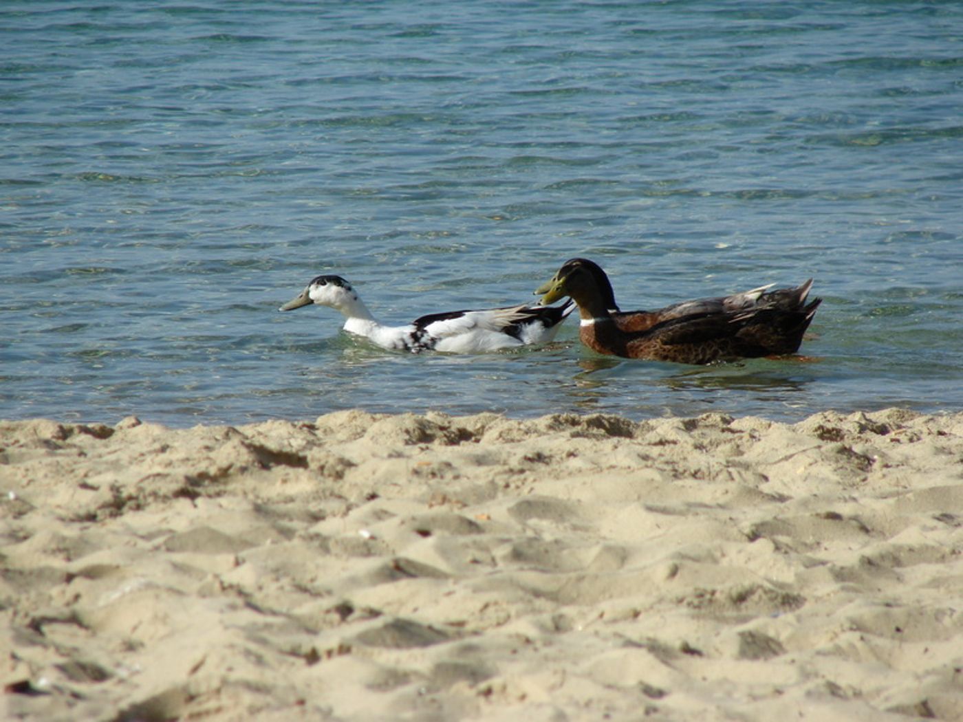 Caravos-General-view-19