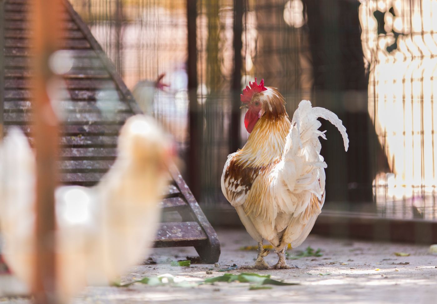 Lonicera--World-Sports-and-Entertainment-69